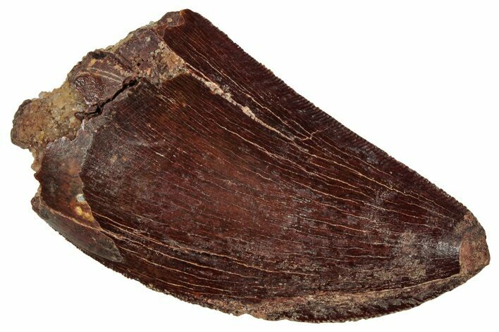 Serrated, Carcharodontosaurus Tooth - Real Dinosaur Tooth #241403